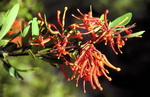 Embothrium coccineum